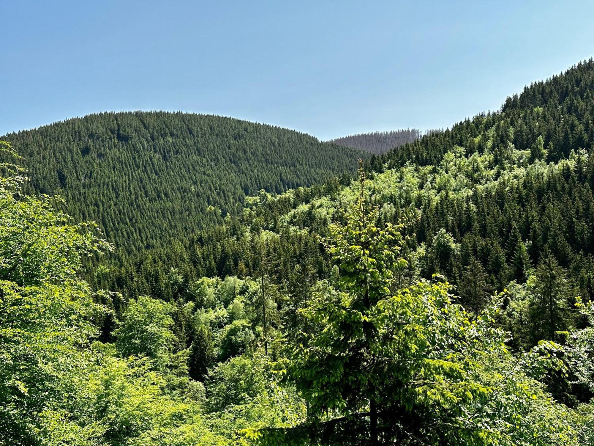 Ferienwohnung Waldgaenger Hahnenklee กอสลาร์ ภายนอก รูปภาพ